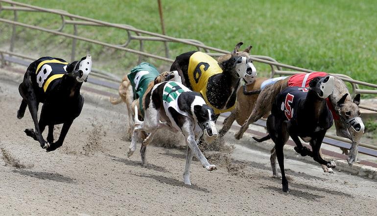 Dog race betting types cryptocurrency runup
